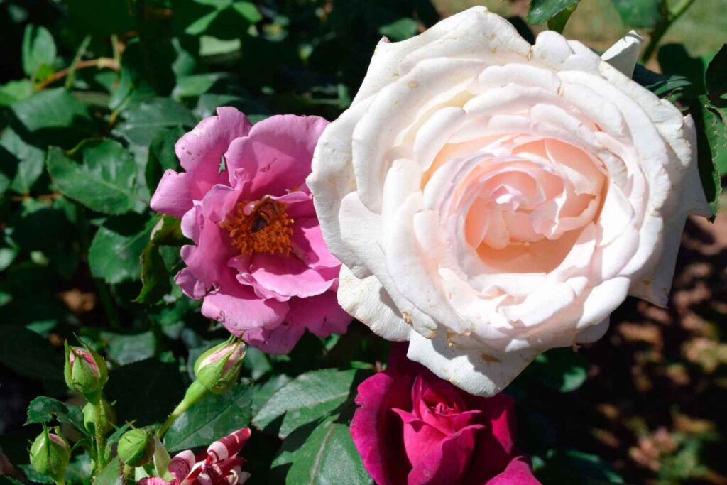 plantar-rosas