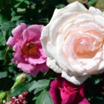 plantar-rosas