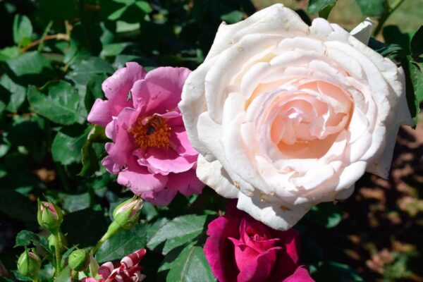plantar-rosas