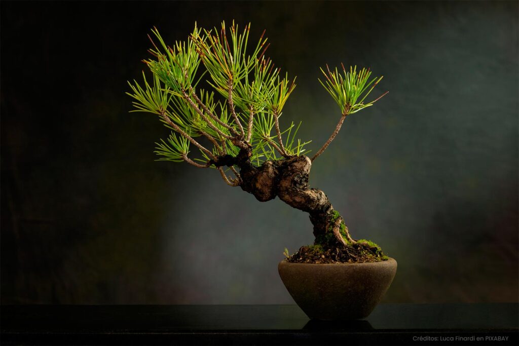 bonsai-pixabay
