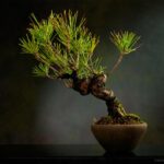 bonsai-pixabay