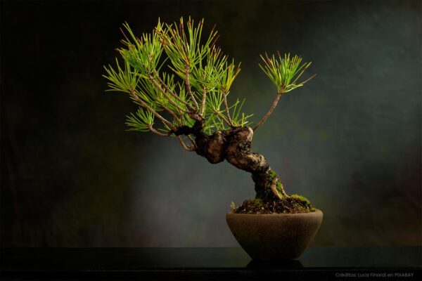 bonsai-pixabay