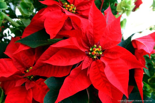 flor-de-noche-buena-2