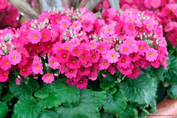primula-malacoides-2