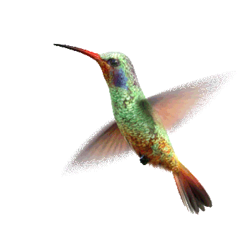 colibri-opt